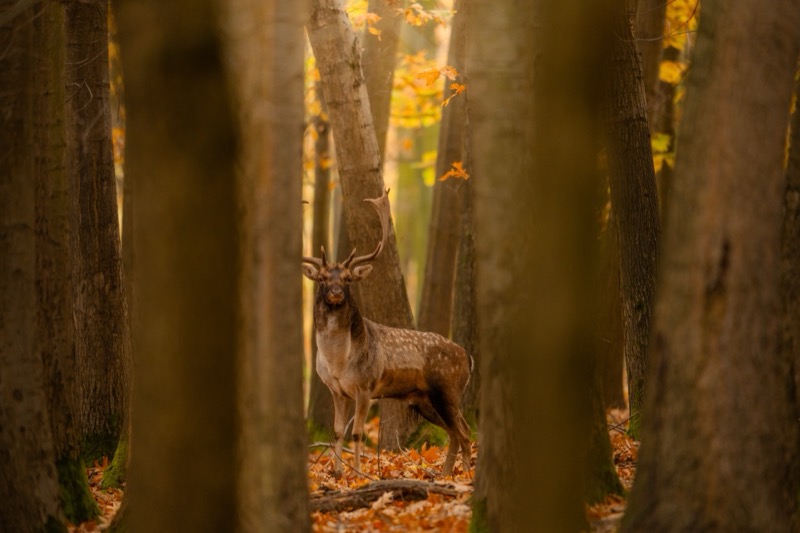 Fallow deer stalking hunt in Czech Republic game reserve