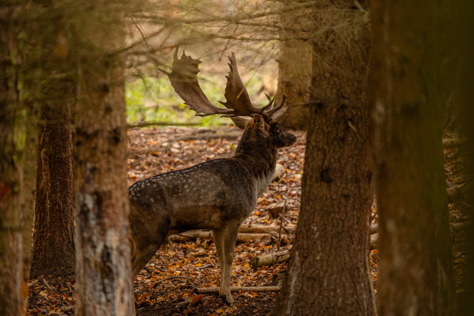Medal fallow deer Dama dama Czech hunting