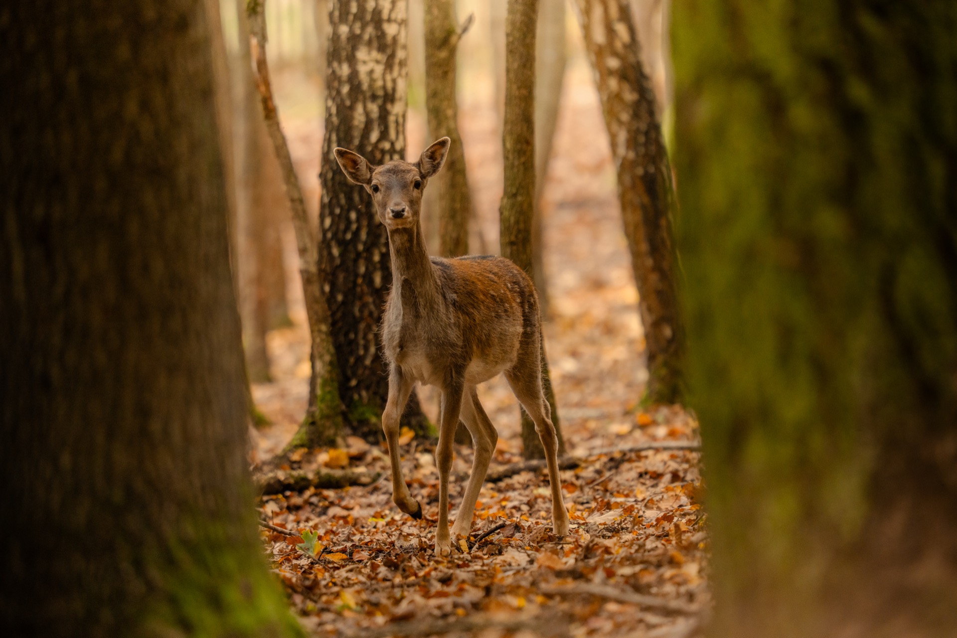 Fallow deer hunting near Prague game reserve