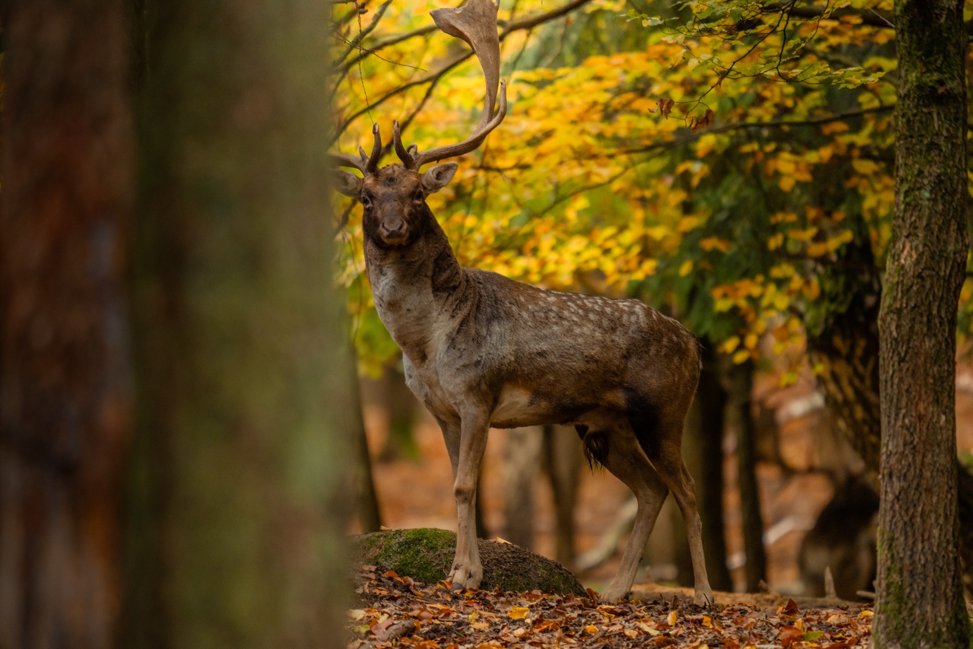 Gold medal fallow deer trophy Czech Republic