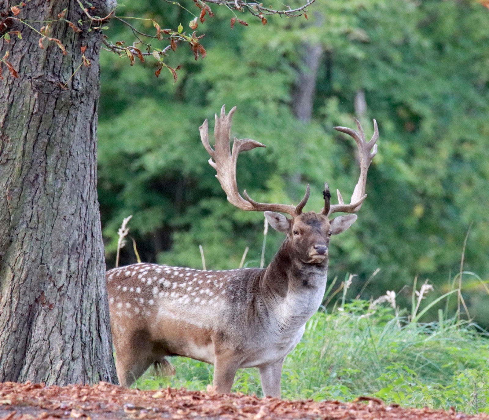 Medal-class fallow deer buck in Brezka Game Reserve Czech Republic